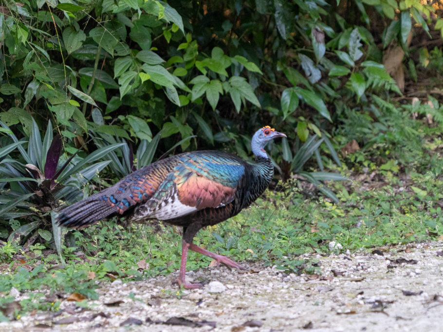 Truthahnart: Ocellated Turkey - Meleagris ocellata