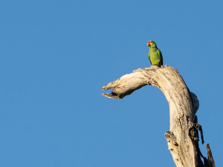 Papagei, Red-lored Parrot - Amazona autumnalis