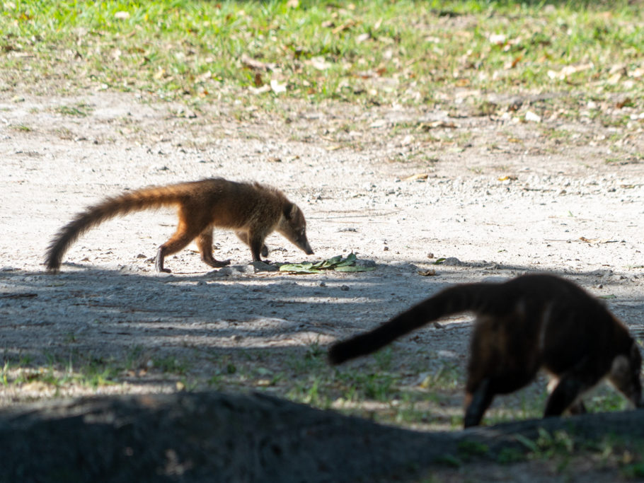 Eifrige Nasenbären streifen auf der Futtersuche umher