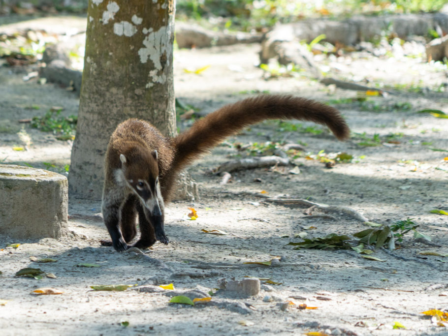 ein eifriger Nasenbär streift auf der Futtersuche umher