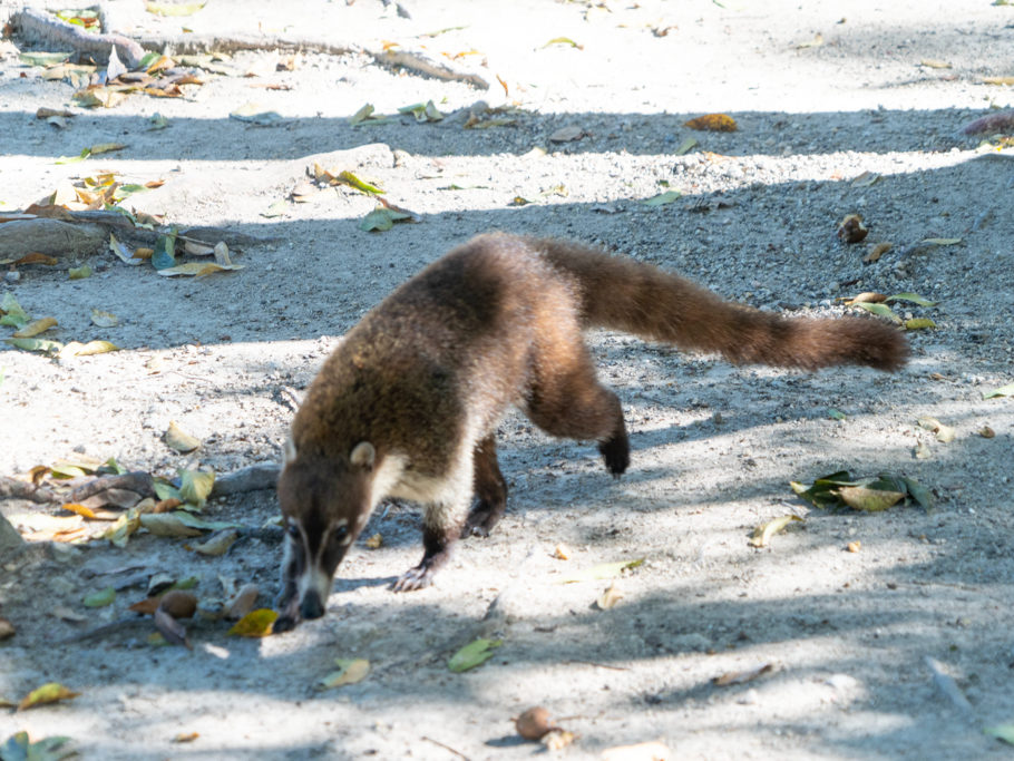 ein eifriger Nasenbär streift auf der Futtersuche umher