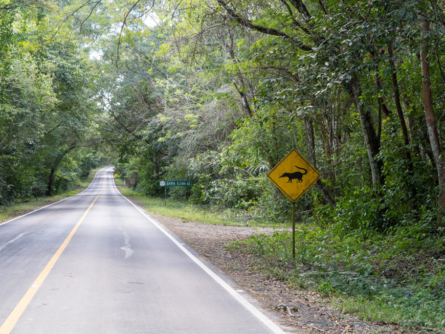 Auf der Strasse nach Tikal: Achtung Nasenbären