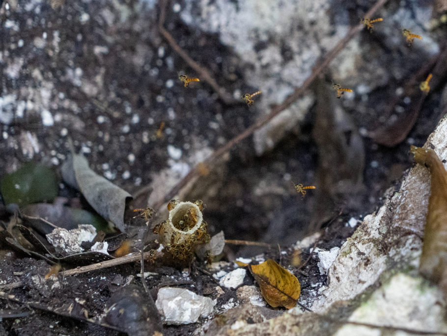 Noch kleine junge Bienen kommen aus ihrem Bau durch den hohlen Pflanzenstängel