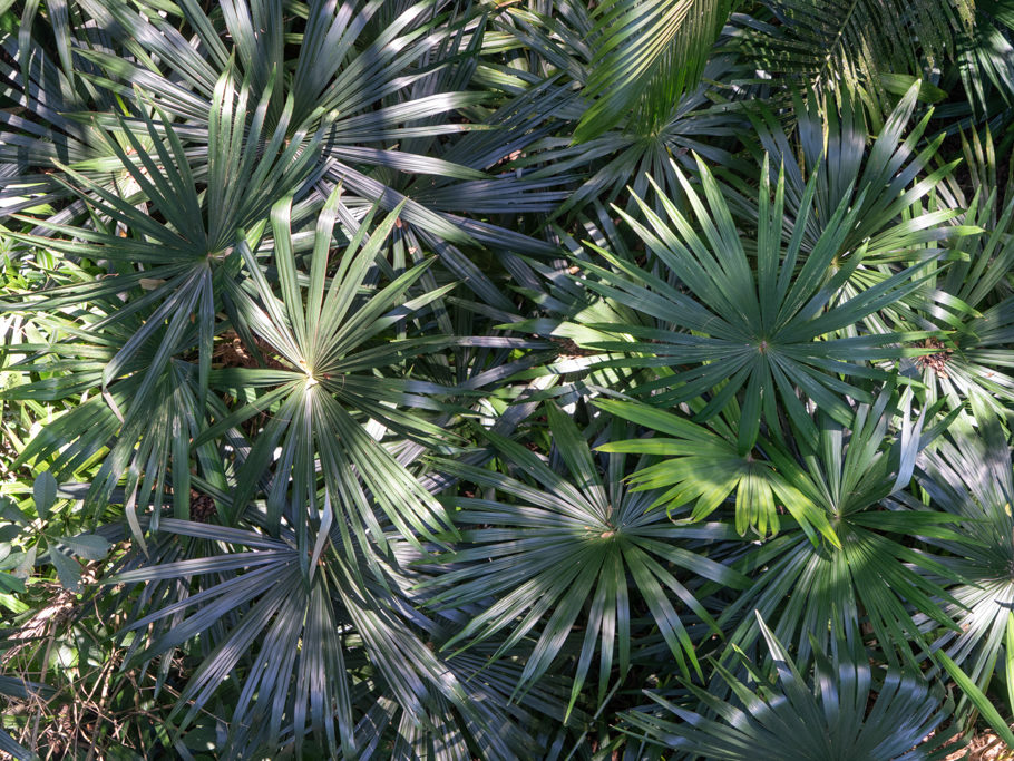 Blick von oben auf noch junge und kleine Palmen