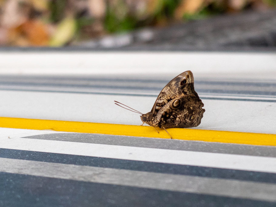 Ein grosser Schmetterling hat sich in Marthas gelben Streifen verliebt...