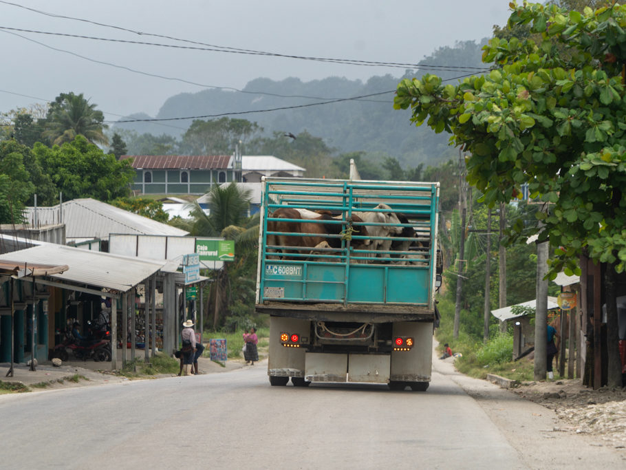 Achtung: grosser Vieh Transport voraus