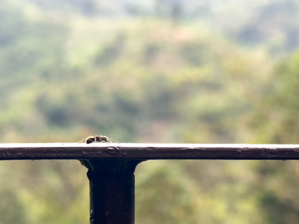 Eine Ameise auf Wanderschaft übers Geländer