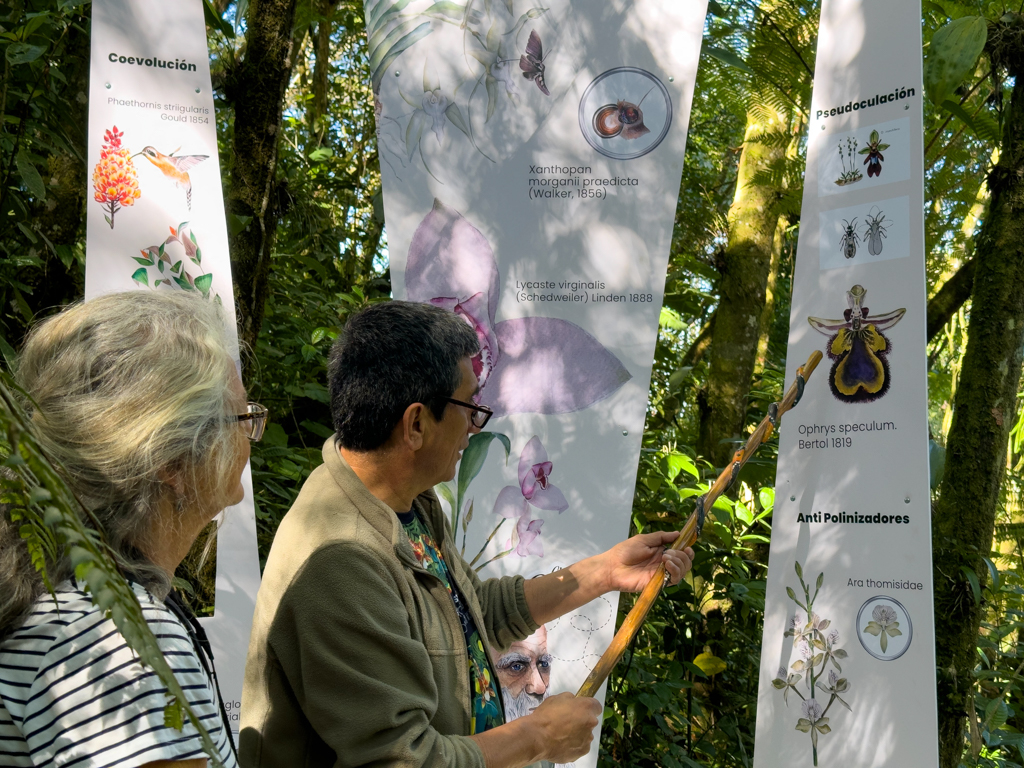 Hier erklärt Franzisco die grossen drei Bereiche der Orchideen Bestäubung. Linls durch den Kolibri, in der Mitte durch spezielle Schmetterlinge mit ihren langen Saugrüsseln und rechts durch Bienen und Insekten