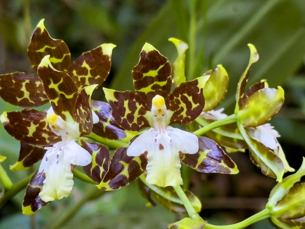 Orchidee, eine Rynchostele Art. Das Innere der Blüte sieht aus wie ein kleines Engelchen.