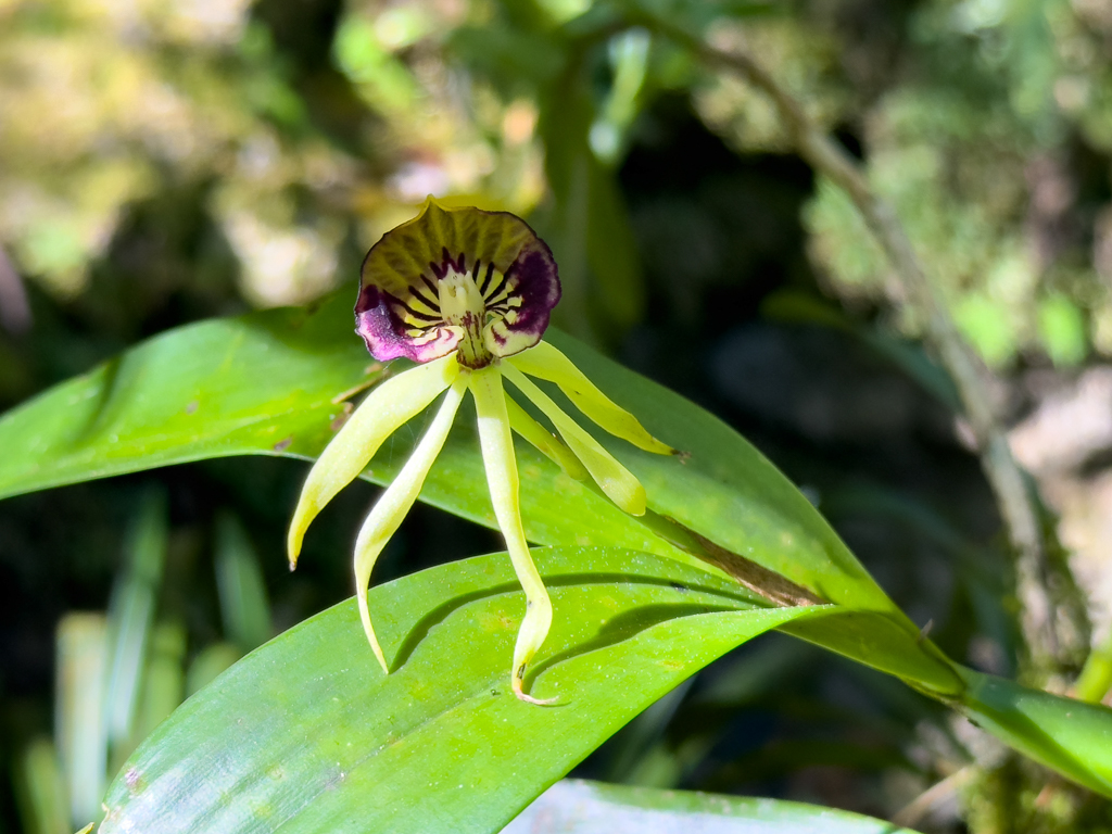 Tintenfisch-Orchidee - Prosthechea cochleata, die Nationalblume von Belize