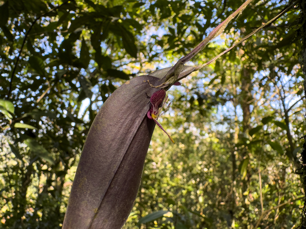 Eine Orchidee, die ihre kleine Blüte gut geschützt unter ihren Blättern ausbildet