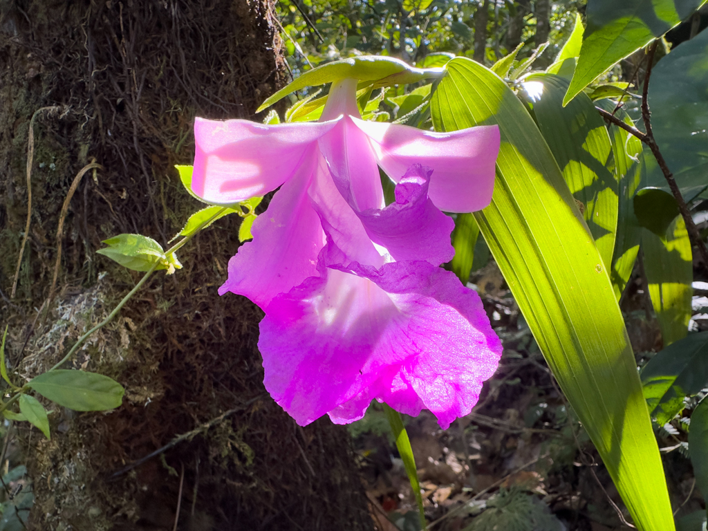 Orchidee: Sobralia Art