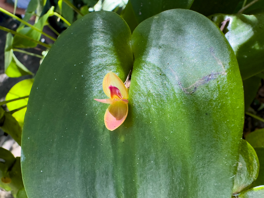 Orchidee: Lepanthes Art. Die kleine Blüte wird in einem herzförmigen Blatt ausgebildet