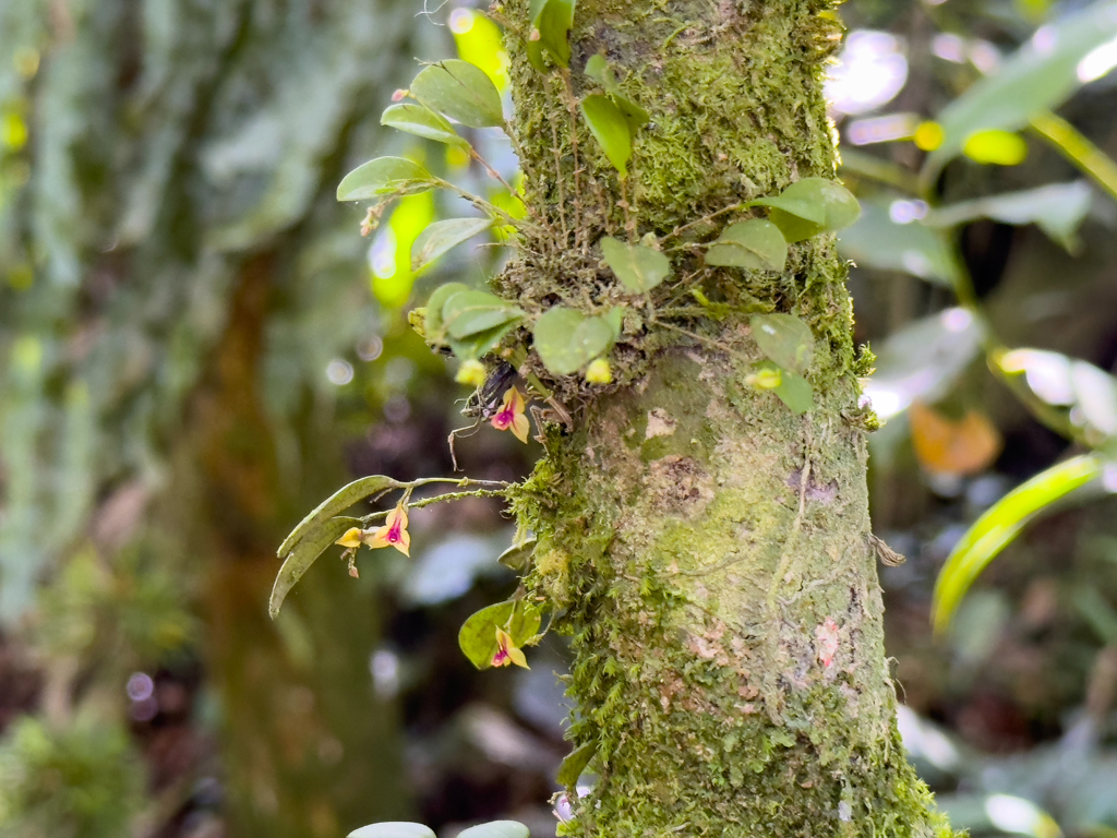 Orchidee: Lepanthes Art. Klein aber fein!