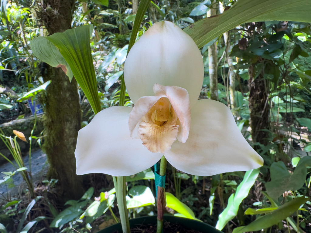 Weisse Nonne - Lycaste skinneri var. alba - die Nationalblume von Guatemala (u.a. auf der 50 Centavo Münze)