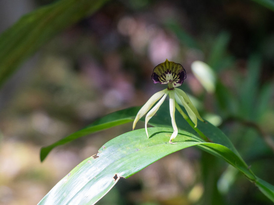 Tintenfisch-Orchidee - Prosthechea cochleata, die Nationalblume von Belize