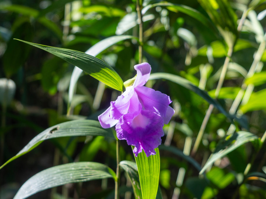 Orchidee: Sobralia Art