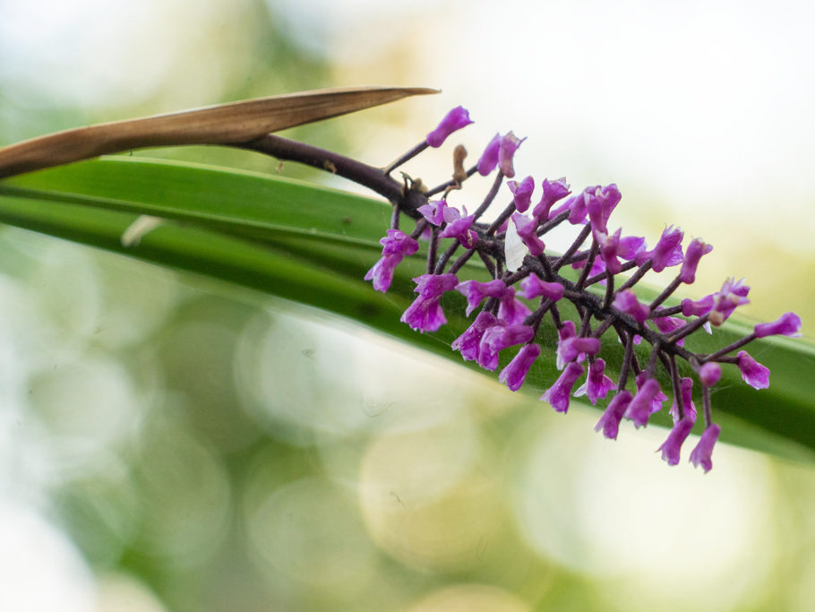 Typische Kolibri-Futter-Orchidee: Schön bunt und mit länglichem Kelch