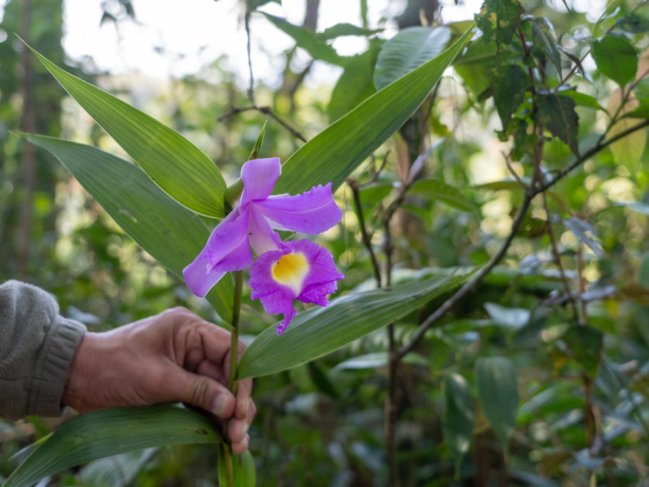 Francisco zeigt uns eine schöne Blüte einer Sobralia Art Orchidee