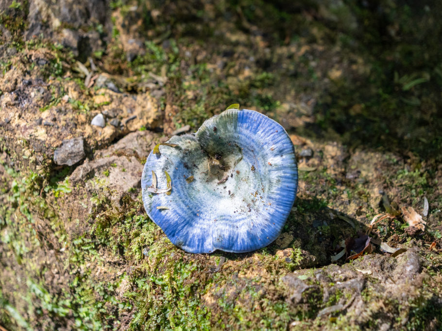 Indigo-Reizker - Lactarius indigo - ein schmackhafter, essbarer Pilz wächst auch hier im Orquigonia-Biotop