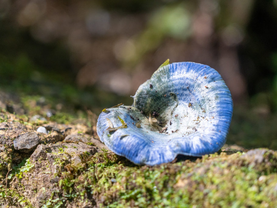 Indigo-Reizker - Lactarius indigo - ein schmackhafter, essbarer Pilz