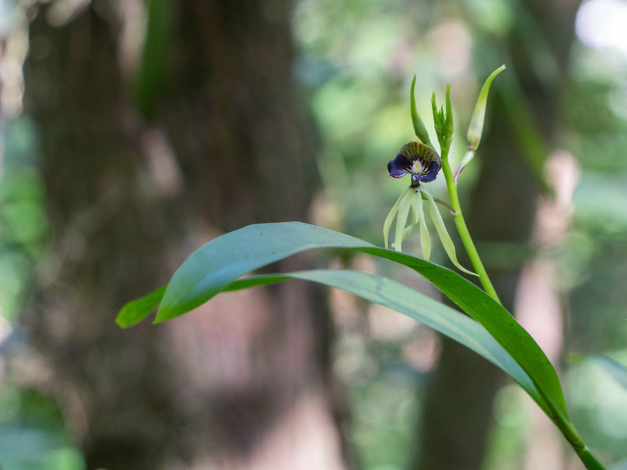 Tintenfisch-Orchidee - Prosthechea cochleata, die Nationalblume von Belize