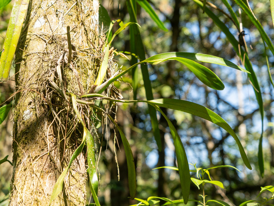 Ein kleiner Gecko versteckt sich in der Orchidee um Insekten zu jagen