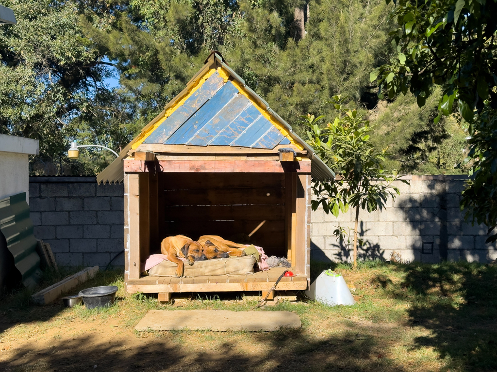 Die beiden lazy dogs von Axel machen es sich gemütlich in der warmen Sonne