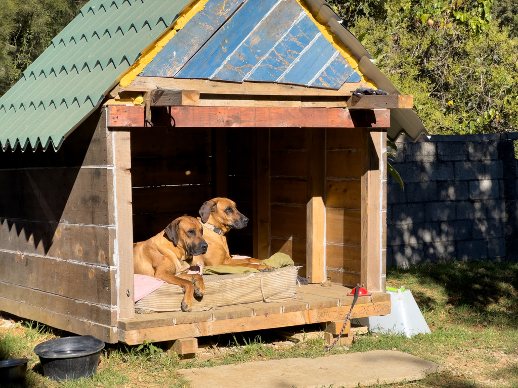 Die beiden lazy dogs von Axel machen es sich gemütlich in der warmen Sonne