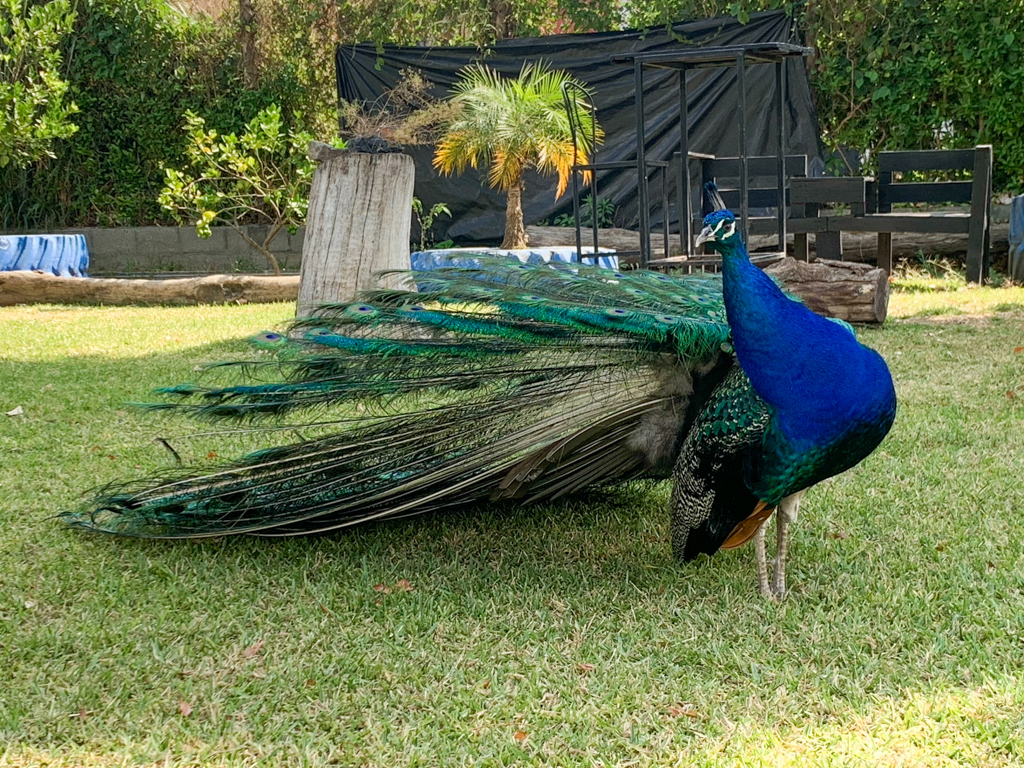 Kevin der stolze Pfau hier am Vagamundo Campground in Antigua