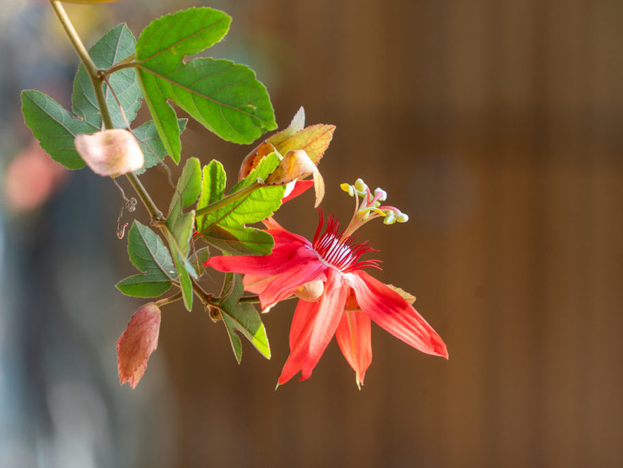 Passiflora vitiflora, eine leuchtend rote Passionsblume