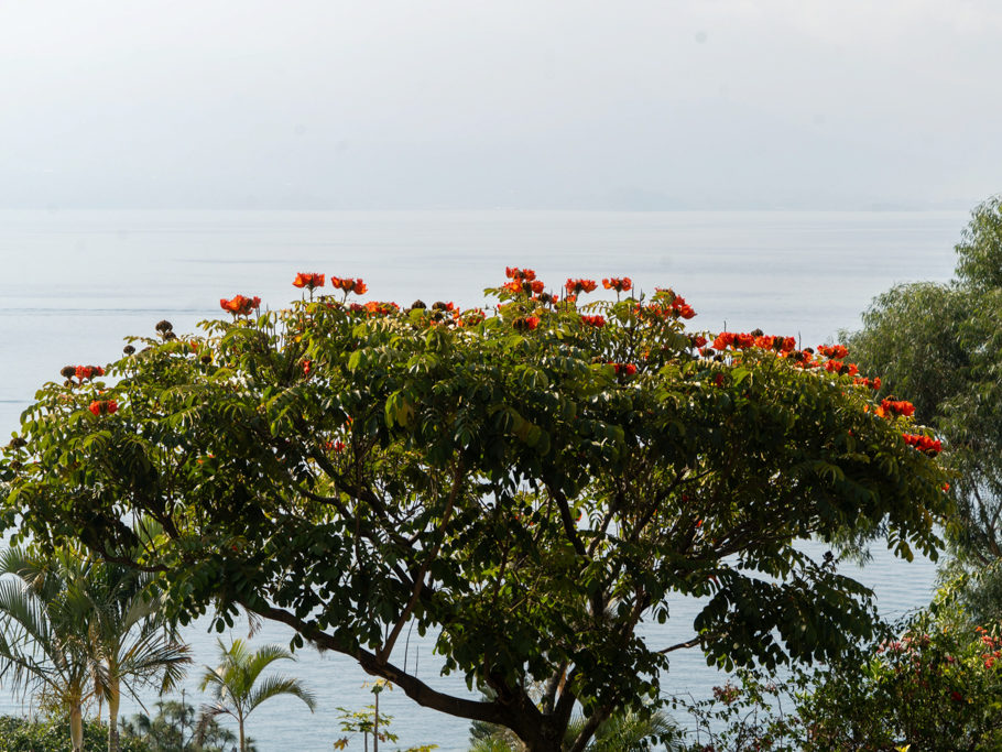 Afrikanischer Tulpenbaum mit grossen, orangen Blüten im Campground am Lake Atitlan
