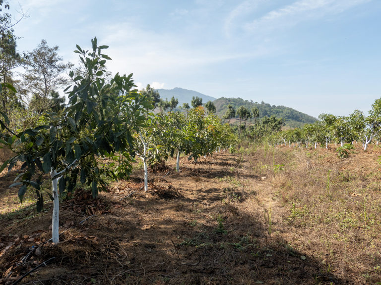 Avocado-Plantage