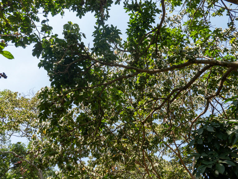 Baum mit vielen (unbekannten) Früchten