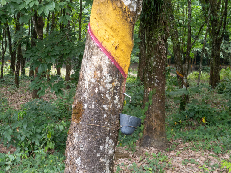 Der austretende Milchsaft (= Latex) verschliesst, ähnlich dem Baumharz, die Verletzung und verhärtet sich zu einer gummiartigen Masse