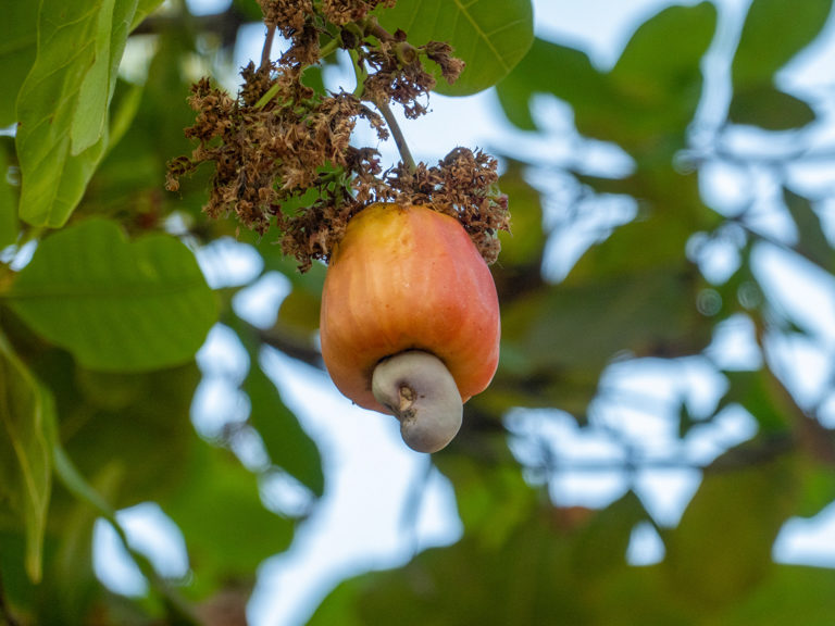 Cashew Nut Frucht mit einer (!) Nuss