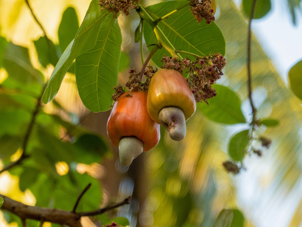 Cashew Nut Früchte mit jeweils einer (!) Nuss