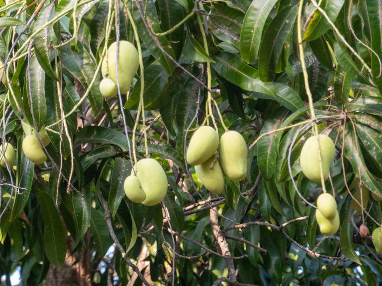 Die Mango Saison hat begonnen.