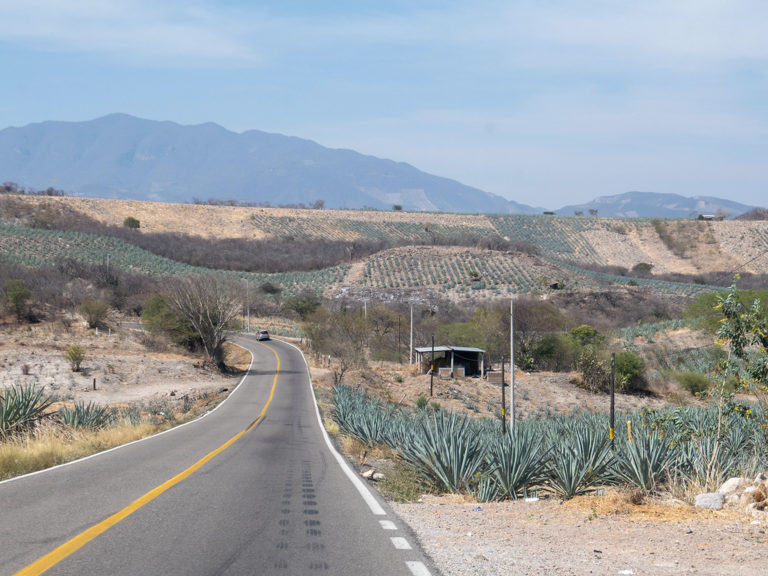 Agavenplantagen für die Mezcalproduktion