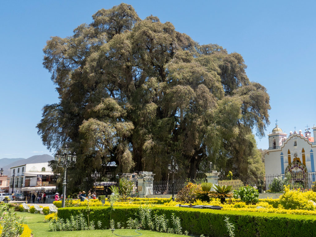 Arbol del Tule, “El Gigante”, der dickste Baum der Welt in Santa Maria de Tule bei Oaxaca