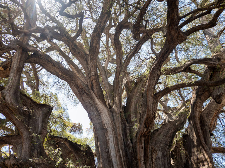 Krone des Arbol del Tule in Santa Maria de Tule bei Oaxaca