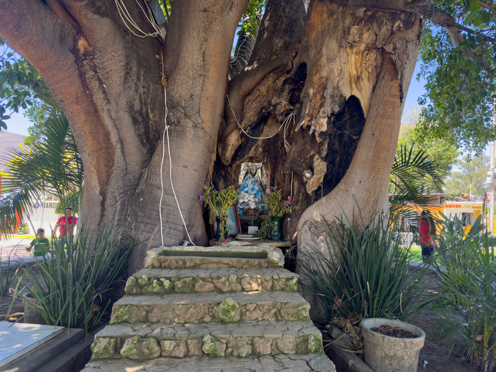 Schrein in einem Baum in Santa Maria de Tule