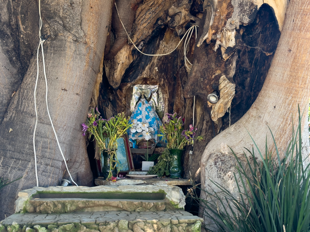 Schrein in einem Baum in Santa Maria de Tule