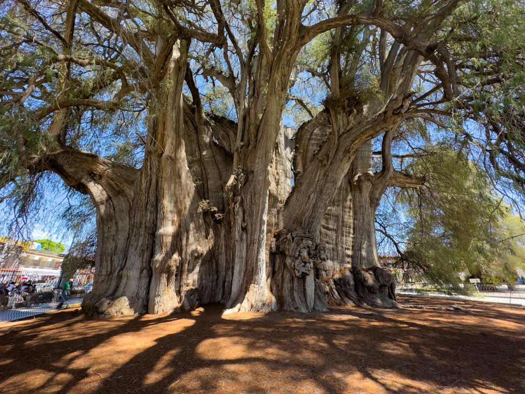 Ein Stammumfang von 58 m machen “El Gigante”, den Arbol del Tule in Santa Maria de Tule bei Oaxaca, zum dicksten Baum der Welt