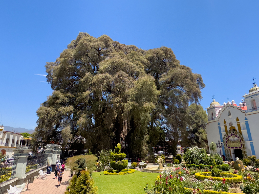 Arbol del Tule, “El Gigante”, der dickste Baum der Welt in Santa Maria de Tule bei Oaxaca