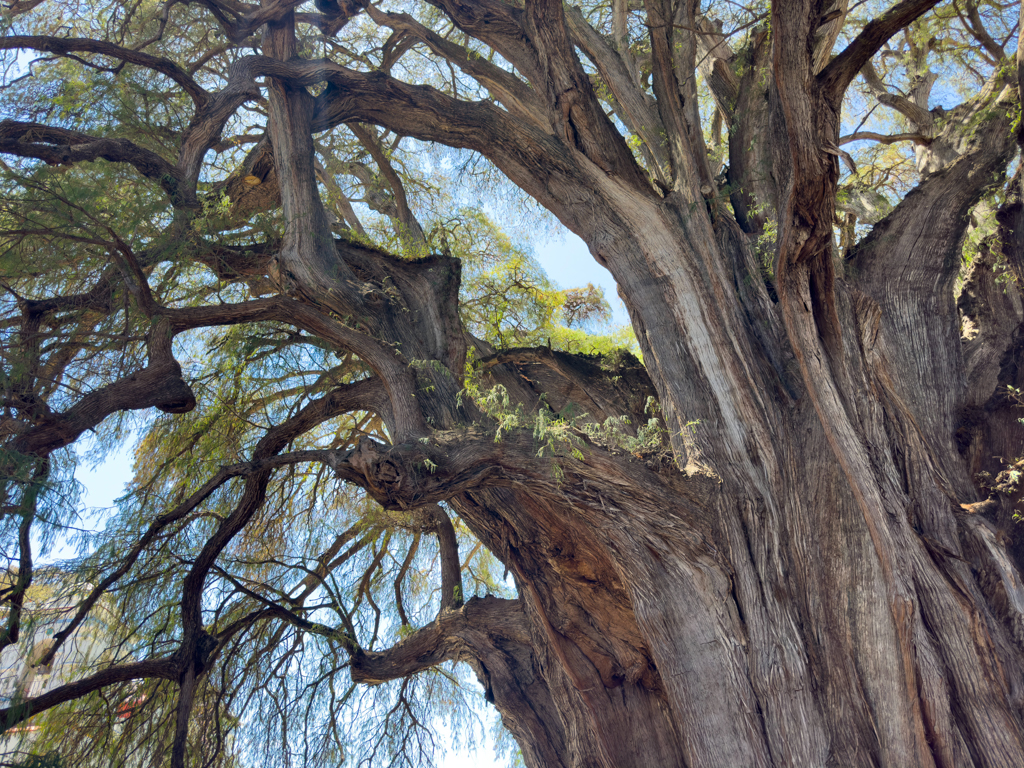 Arbol del Tule in Santa Maria de Tule bei Oaxaca