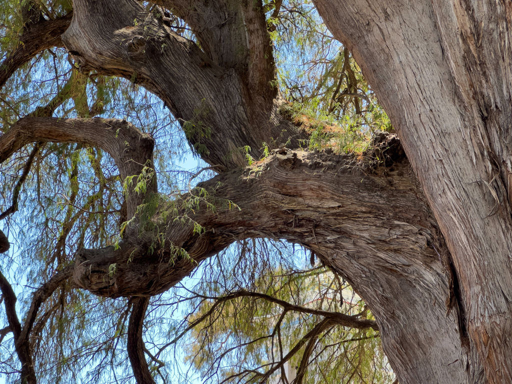 Arbol del Tule in Santa Maria de Tule bei Oaxaca