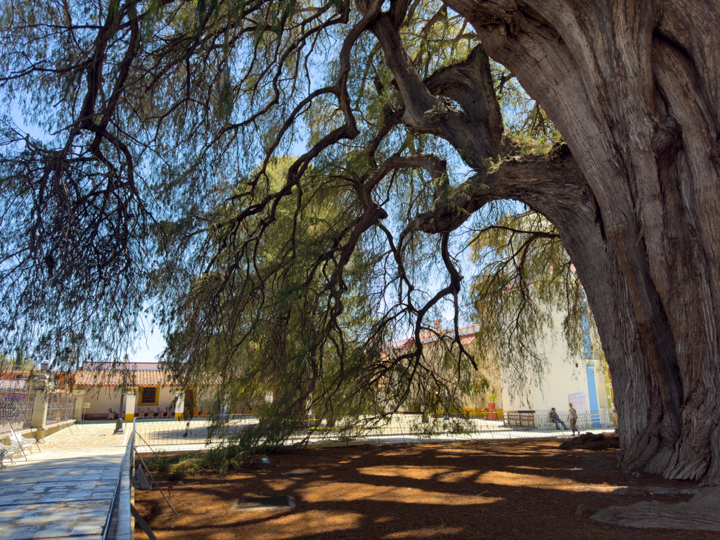 Arbol del Tule in Santa Maria de Tule bei Oaxaca