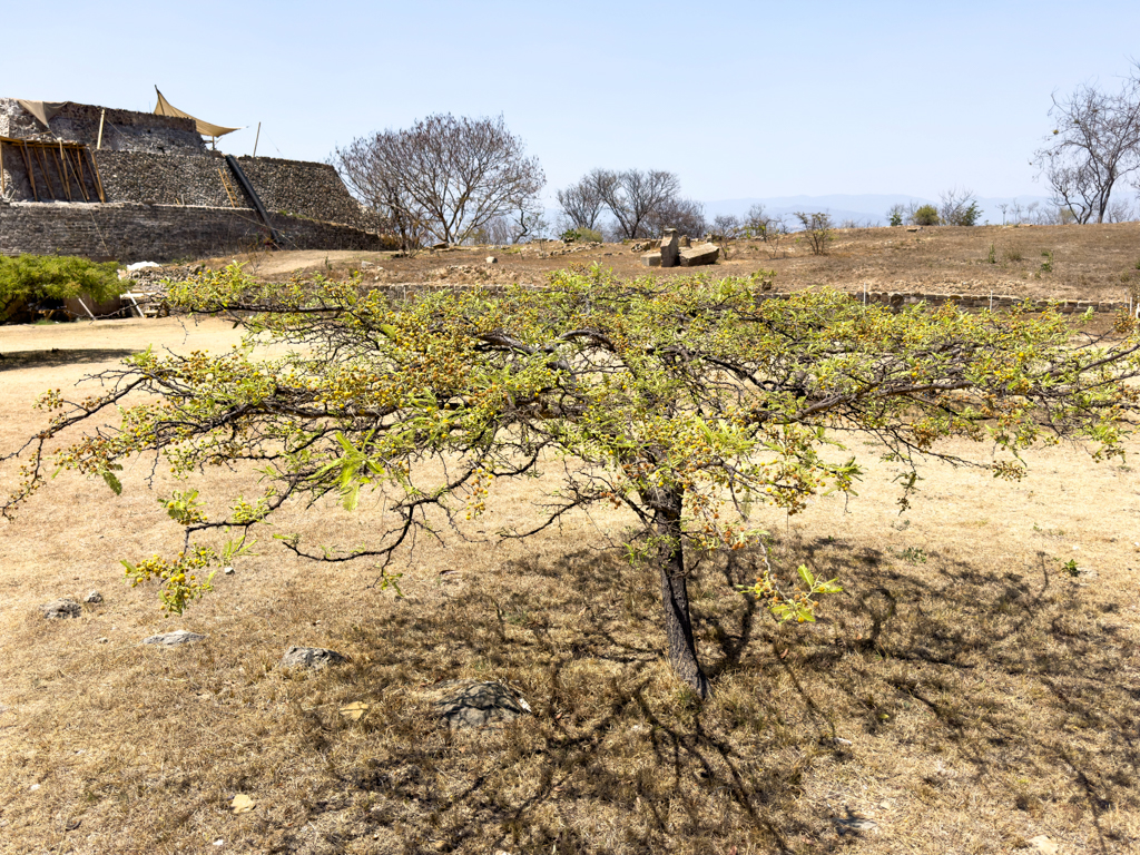 Bäumchen auf dem Monte Alban