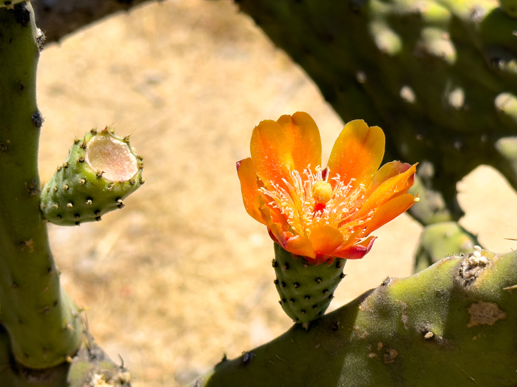 Kakteenblüte in der Nahaufnahme